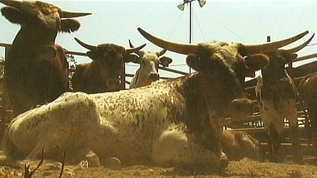 Major Drought Forces Cattle Sell Off