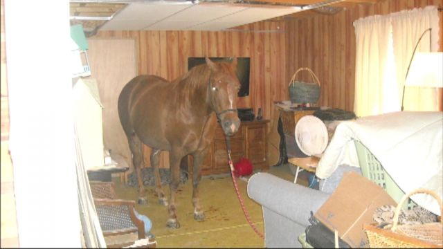 Horse Trapped in Basement