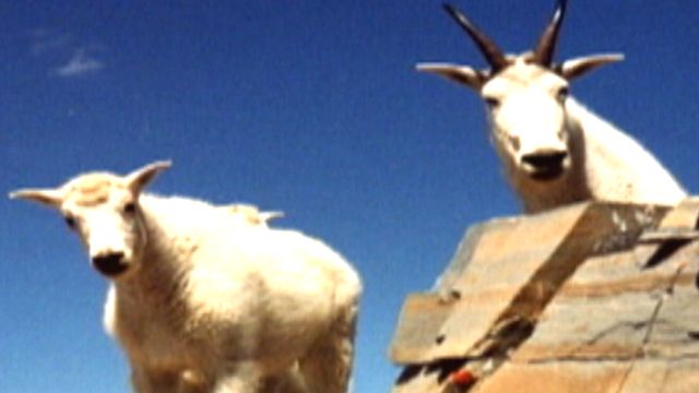 Goat-man puzzles wildlife officials