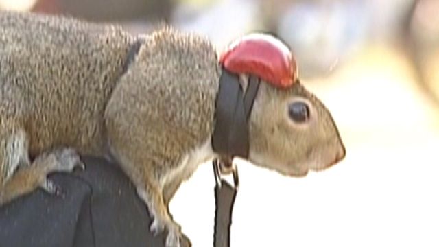 'Zipper' the squirrel loves motorcycle riding