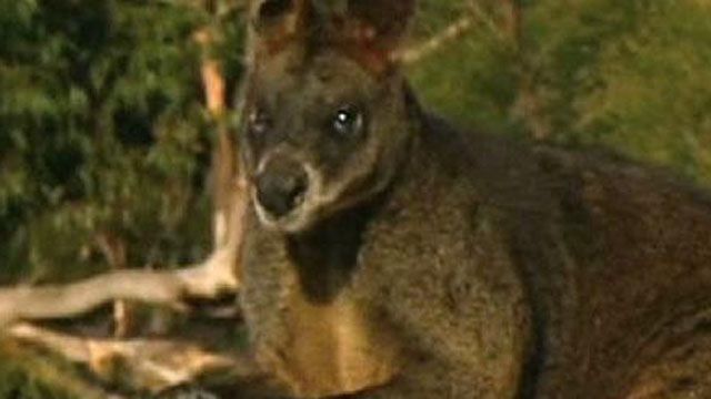 Wallaby Rescued in Australia
