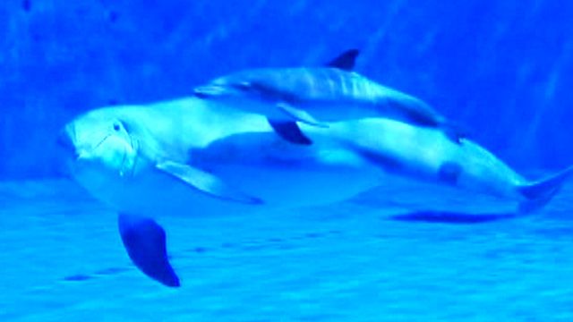 Baby Dolphin Born at Minnesota Zoo