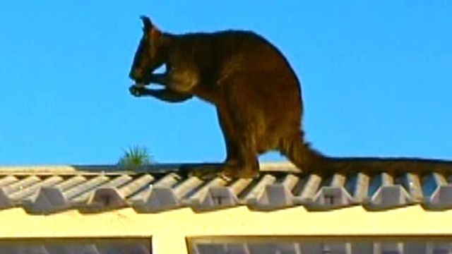 Wallaby on a Hot Tin Roof
