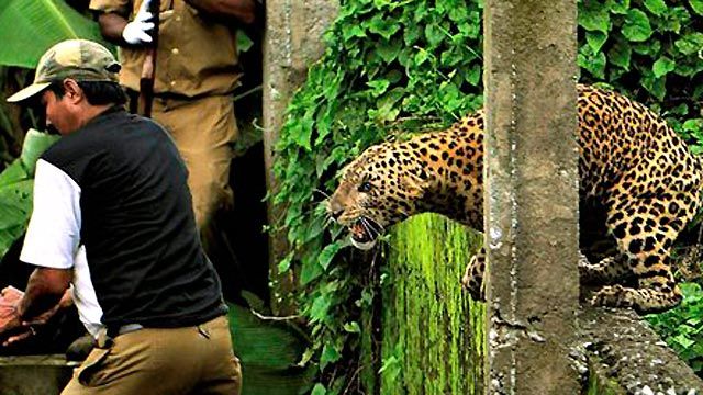 Leopard Chased After Mauling 11 People