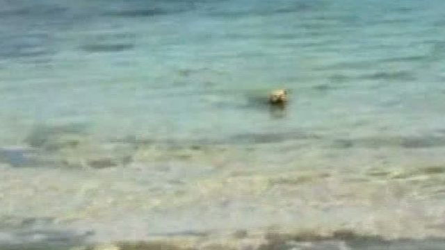 Raw Video: Dog Bites Shark