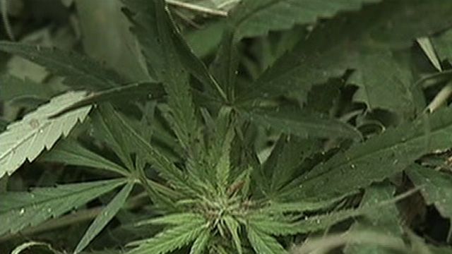 Oakland Approves Industrial Pot Farms