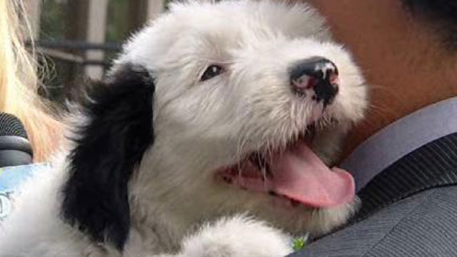 Adopting Special Needs Dogs