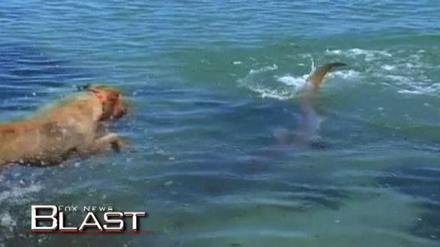 Dogs Bite Sharks