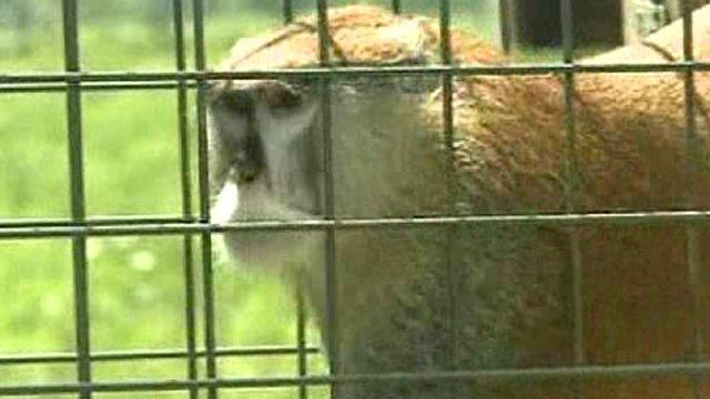 Pet Monkey Gives Owners Real Scare