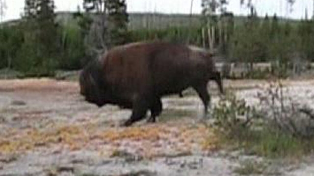 Shocking Bison Attack Caught on Video