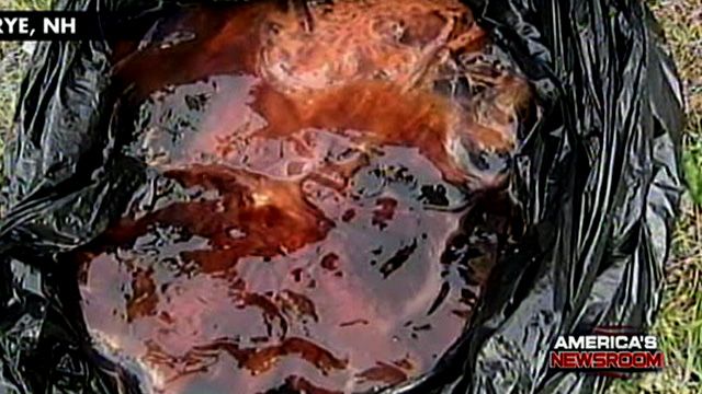 Mega-Jellyfish Stings 150 People