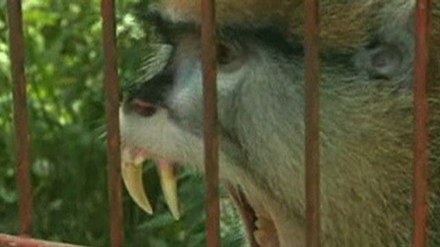 Pet Monkey Injures Family