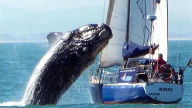 Real-Life Moby Dick: Legit or Fake?