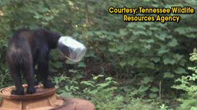 Bear Spent Weeks with Jar Over Head