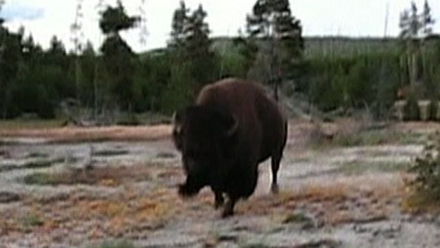 Buffalo Attacks Woman at National Park