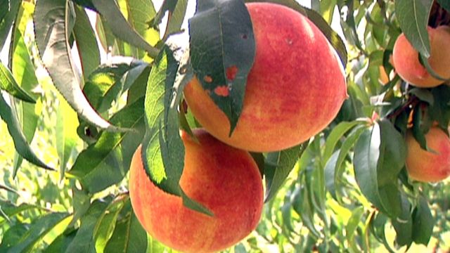 The 411 on peaches 