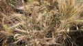 Bill O'Reilly Wheat Free