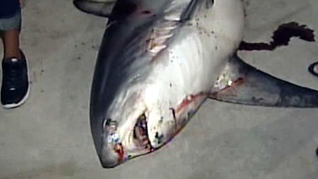 Massive Shark Caught Off Florida Coast