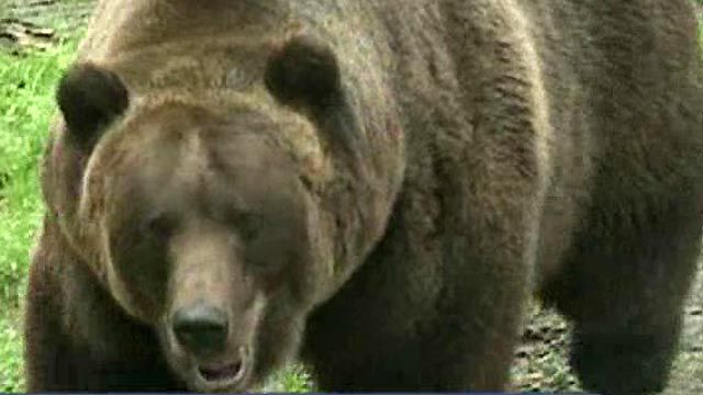 Grizzly Bear Attacks Teen Hikers