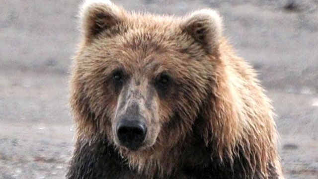 Bear Terrorizes  New Jersey School