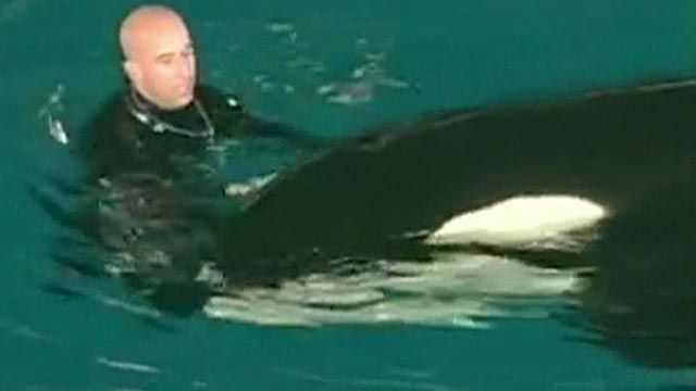 New video shows killer whale attacking SeaWorld trainer