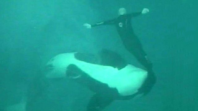 Killer whale pulls SeaWorld trainer underwater