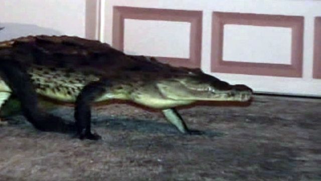 Large crocodile roams Florida streets