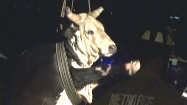 Rescuers 'grab bull by the horns'