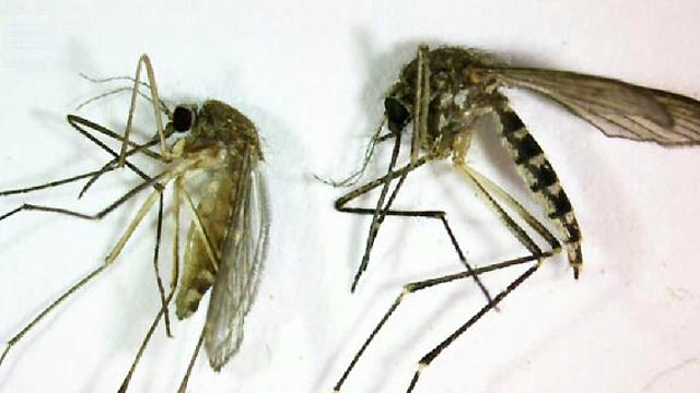 Danger of Dengue Fever
