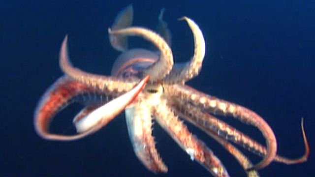 National Geographic Explores 'Cannibal  Squid'