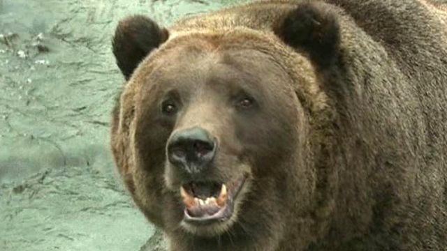 Bear Attack Victim Describes 'Terrifying Experience'