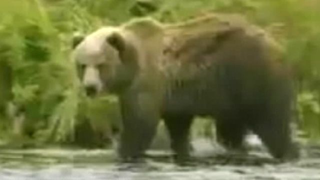 Grizzly Bear Mauls Teens in Alaska