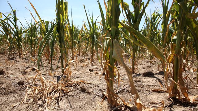 Record-setting drought to send food prices soaring