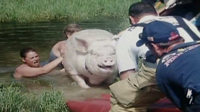 900-pound pig rescued from pond