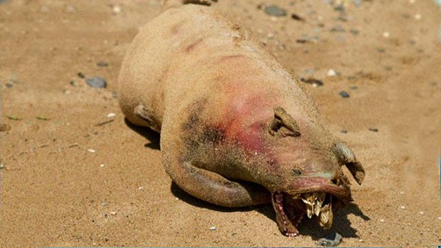'Monster' washes up on New York beach