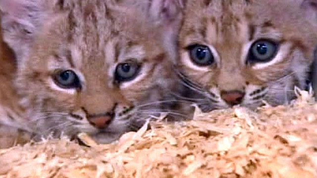 Bobcat kittens found in Arizona backyard