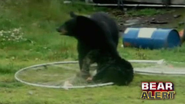 Mama Bear Struggles to Free Cub