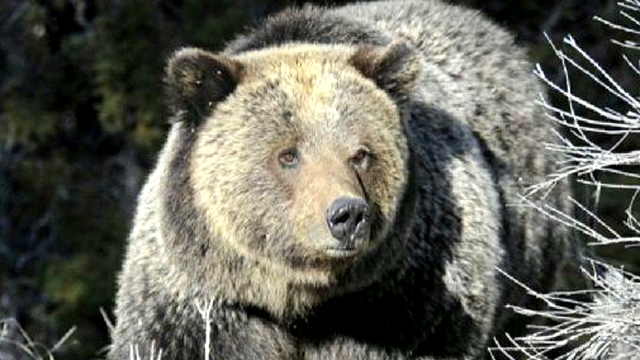 Bear Captured After Deadly Mauling