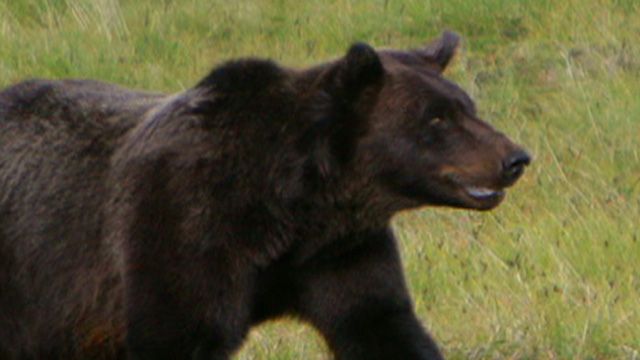 Bear Caught After Fatal Mauling