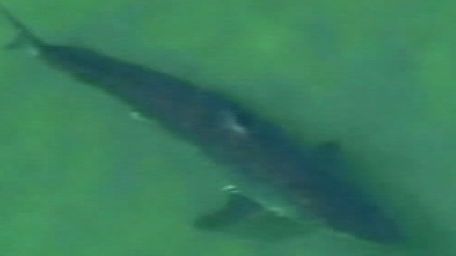 Shark Sightings Off Cape Cod