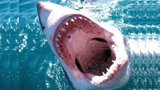 'Great White Invasion' Kicks Off Shark Week