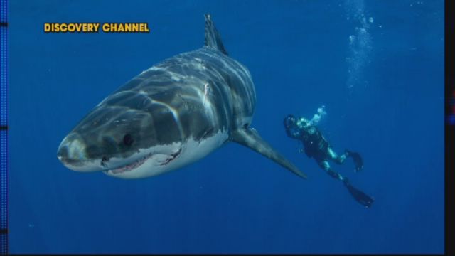 Shark Week: Swimming with the Great White