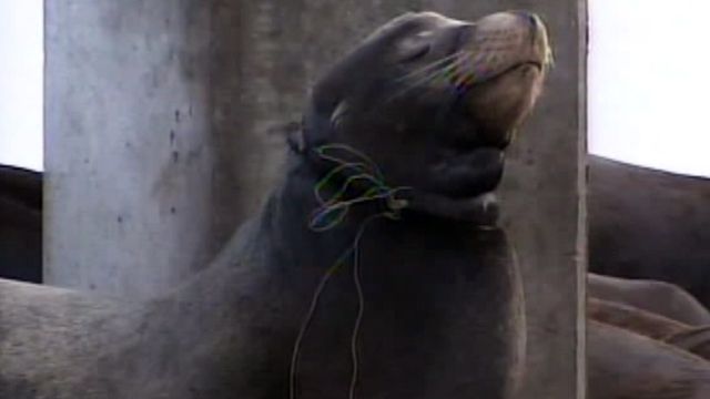 San Franciscans Attempt to Save Two Sea Lions
