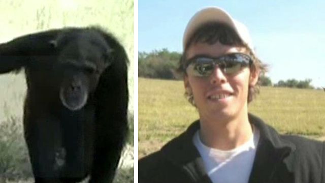 Chimps who mauled US student being reintroduced to refuge