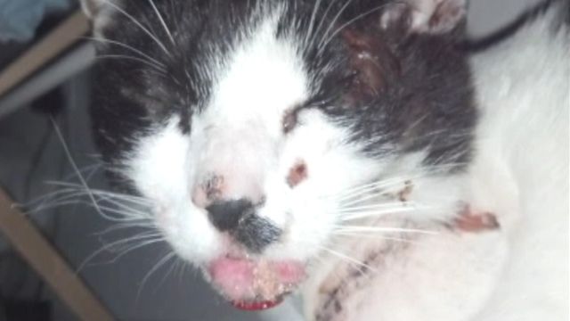 Frisky feline stuck in car engine survives road trip