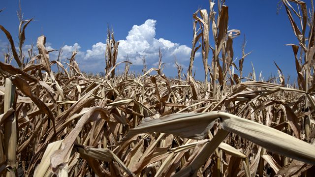 Crops wilt under record heat
