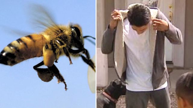 Swarm of angry bees' deadly attack