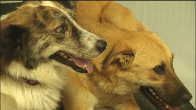 Hero Dogs Reunite With Soldier