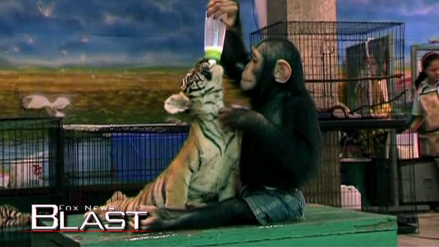 Chimp Bottle Feeds Tiger