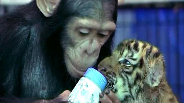 Chimp Bottle Feeds Young Tigers